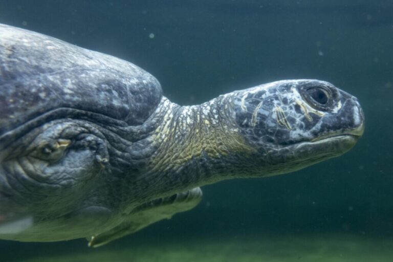 Abren exhibición de tortugas rescatadas