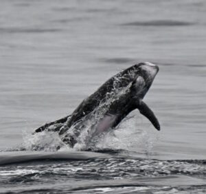 Avistamiento de Ballenas en LB
