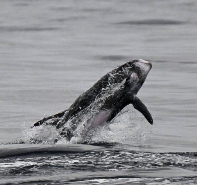 Avistamiento de Ballenas en LB
