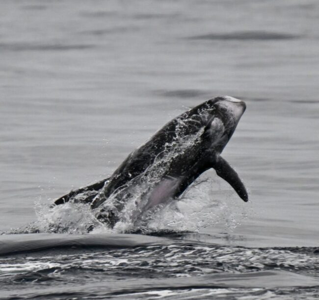 Avistamiento de Ballenas en LB